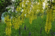 92 Maggiociondolo in piena fioritura